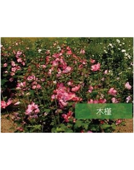 標(biāo)題：喬灌木
瀏覽次數(shù)：1595
發(fā)表時(shí)間：2020-10-17