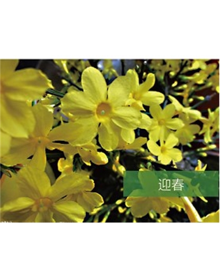標(biāo)題：喬灌木
瀏覽次數(shù)：1432
發(fā)表時(shí)間：2020-10-17