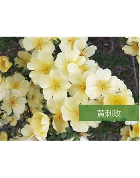 標(biāo)題：喬灌木
瀏覽次數(shù)：1415
發(fā)表時間：2020-10-17