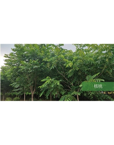 標題：喬灌木
瀏覽次數(shù)：1492
發(fā)表時間：2020-10-17