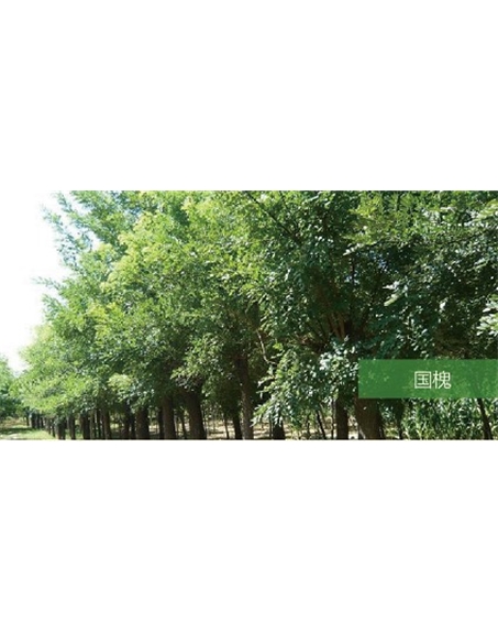標(biāo)題：喬灌木
瀏覽次數(shù)：1661
發(fā)表時(shí)間：2020-10-17