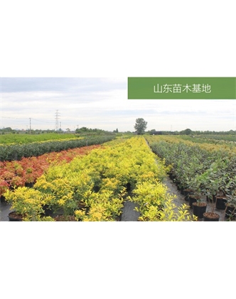 標題：苗木基地
瀏覽次數(shù)：2171
發(fā)表時間：2020-10-17