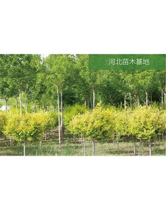標題：苗木基地
瀏覽次數(shù)：2046
發(fā)表時間：2020-10-17