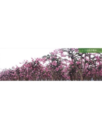 標題：苗木基地
瀏覽次數(shù)：2182
發(fā)表時間：2020-10-17