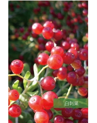 標題：名貴樹種
瀏覽次數：1454
發表時間：2020-10-17