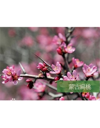 標題：名貴樹種
瀏覽次數：1332
發表時間：2020-10-17