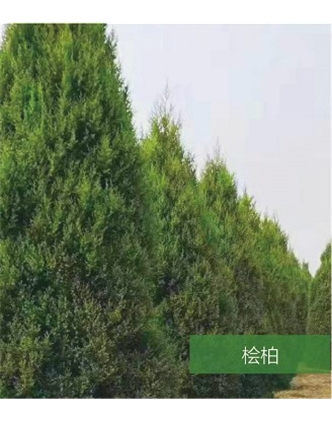 標題：名貴樹種
瀏覽次數：1456
發表時間：2020-10-17