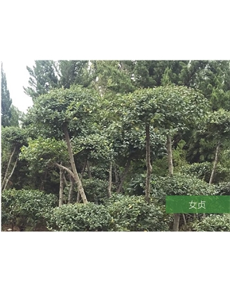 標題：名貴樹種
瀏覽次數：1452
發表時間：2020-10-17