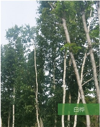 標題：名貴樹種
瀏覽次數：1502
發表時間：2020-10-17