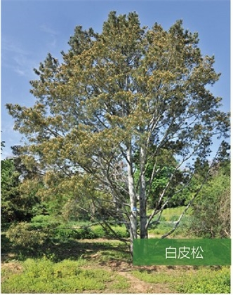 標題：名貴樹種
瀏覽次數：2068
發表時間：2020-10-17