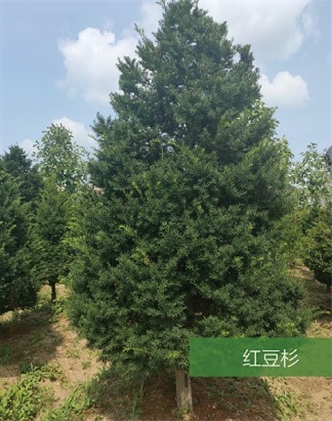 標題：名貴樹種
瀏覽次數：1904
發表時間：2020-10-17