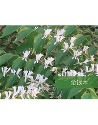 標題：喬灌木
瀏覽次數：1487
發表時間：2020-10-17