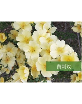標題：喬灌木
瀏覽次數：1396
發表時間：2020-10-17