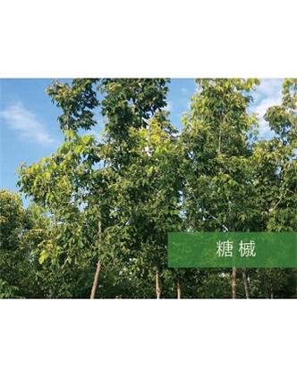 標(biāo)題：喬灌木
瀏覽次數(shù)：2189
發(fā)表時間：2020-10-17