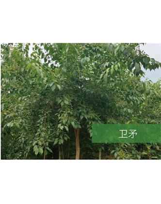 標(biāo)題：喬灌木
瀏覽次數(shù)：2150
發(fā)表時間：2020-10-17