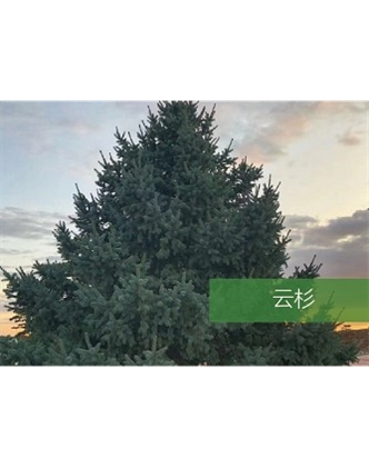 標(biāo)題：喬灌木
瀏覽次數(shù)：2198
發(fā)表時間：2020-10-17
